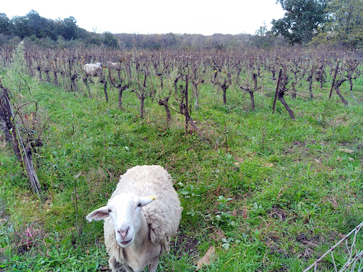 Domaine Julian: dal Languedoc vini schietti, autentici e per tutte le tasche! Importati da Stefano Sarfati