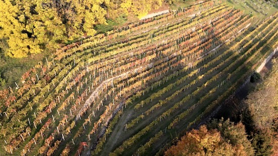 Oliviero Pastoris, vini autentici del Canavese (Nord Piemonte), distribuiti da Stefano Sarfati