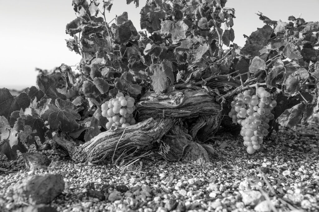 Hatzidakis